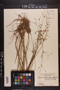 Juncus subcaudatus image