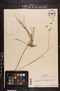 Juncus subcaudatus image