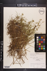 Juncus repens image