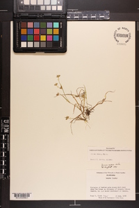 Juncus repens image