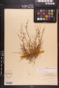 Juncus repens image