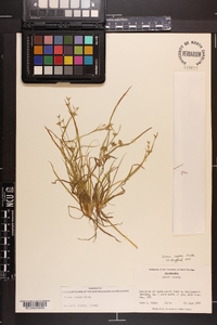 Juncus repens image