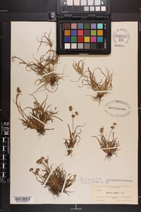 Juncus repens image