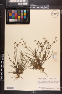 Juncus repens image