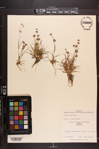 Juncus repens image