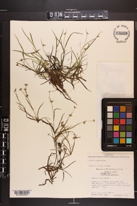 Juncus repens image