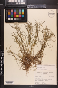 Juncus repens image