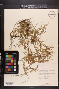 Juncus repens image