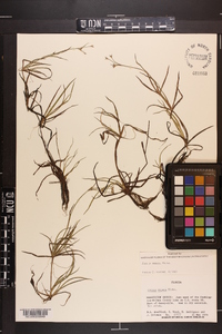 Juncus repens image