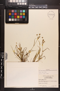 Juncus repens image