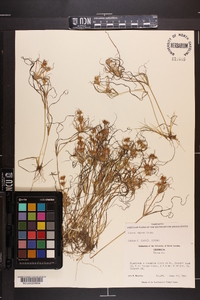 Juncus repens image