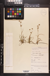 Juncus repens image