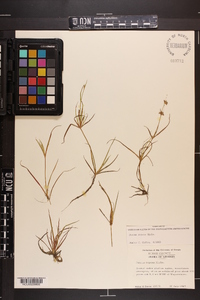 Juncus repens image