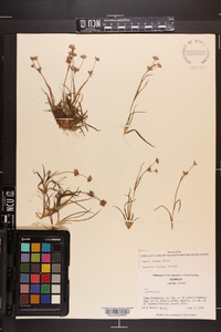 Juncus repens image