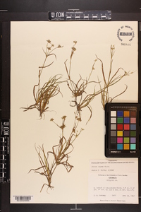 Juncus repens image