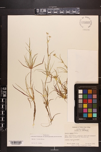 Juncus repens image