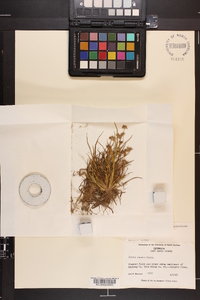 Juncus repens image