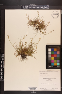 Juncus repens image