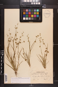 Juncus repens image