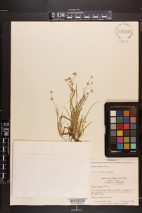 Juncus repens image