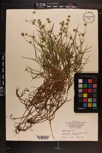 Juncus repens image