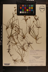 Juncus repens image
