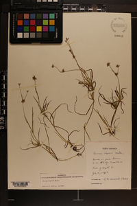 Juncus repens image