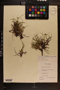 Juncus repens image