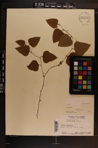 Smilax bona-nox image