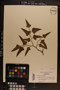 Smilax bona-nox image