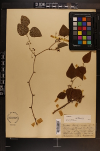 Smilax bona-nox image