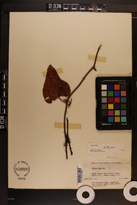 Smilax bona-nox image