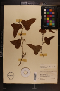 Smilax bona-nox image