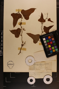 Smilax bona-nox image