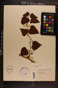 Smilax bona-nox image