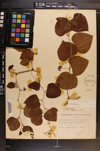 Smilax bona-nox image