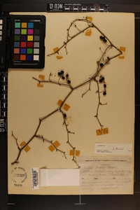 Smilax bona-nox image