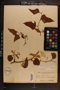 Smilax bona-nox image