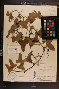 Smilax bona-nox image