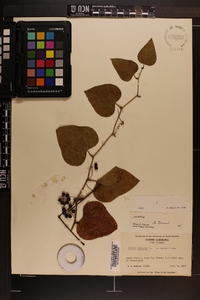 Smilax bona-nox image