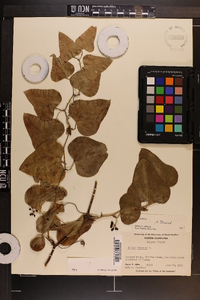 Smilax bona-nox image