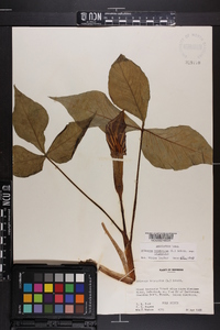 Arisaema triphyllum subsp. triphyllum image