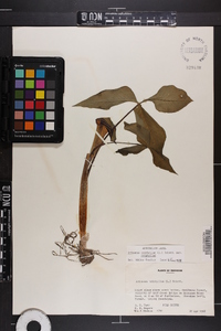 Arisaema triphyllum subsp. triphyllum image