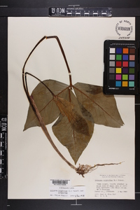 Arisaema triphyllum subsp. triphyllum image