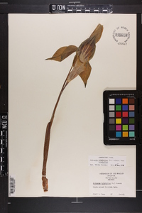 Arisaema triphyllum subsp. triphyllum image