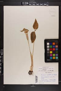 Arisaema triphyllum subsp. triphyllum image