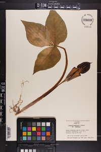 Arisaema triphyllum subsp. triphyllum image