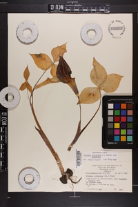 Arisaema triphyllum subsp. triphyllum image