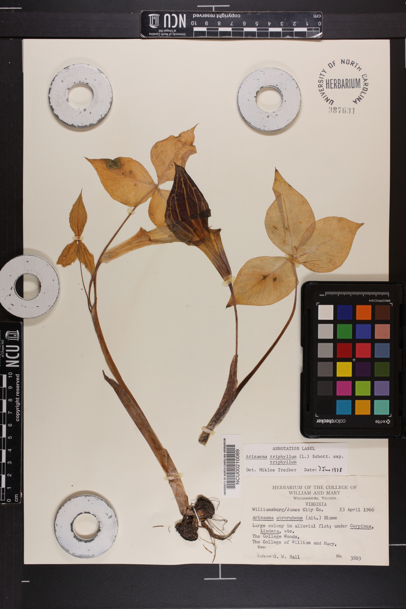 Arisaema triphyllum subsp. triphyllum image