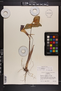 Arisaema triphyllum subsp. triphyllum image